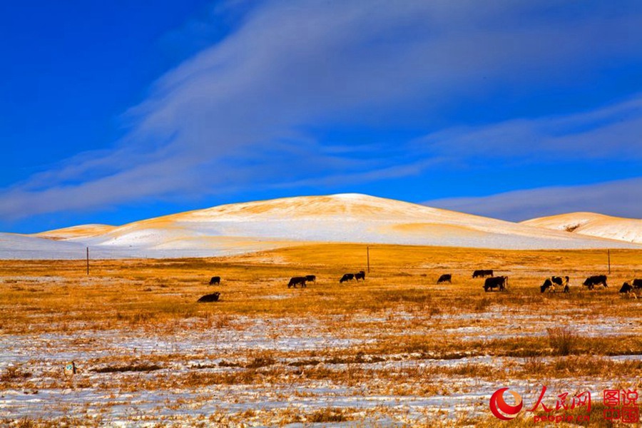 Charming folk customs in Kalajun Grassland
