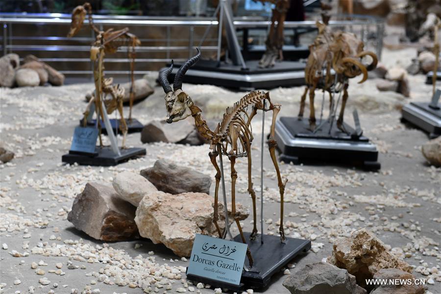 Egypt's zoo museum features mummified animals through centuries