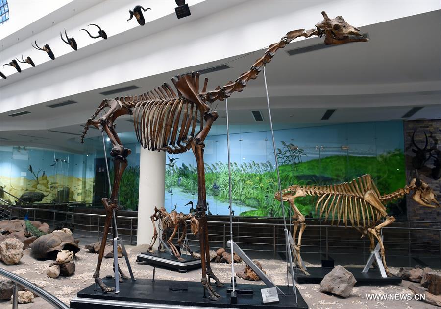 Egypt's zoo museum features mummified animals through centuries