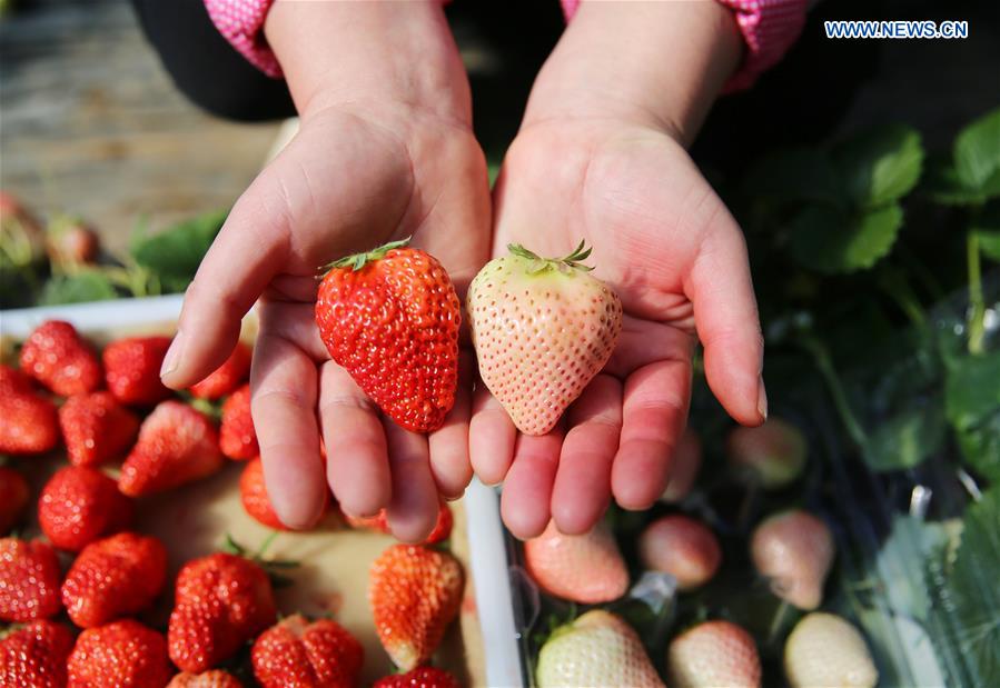 White strawberry becomes a new hit in ‪China