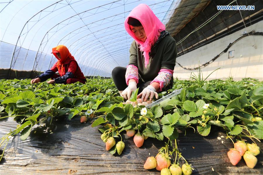 White strawberry becomes a new hit in ‪China