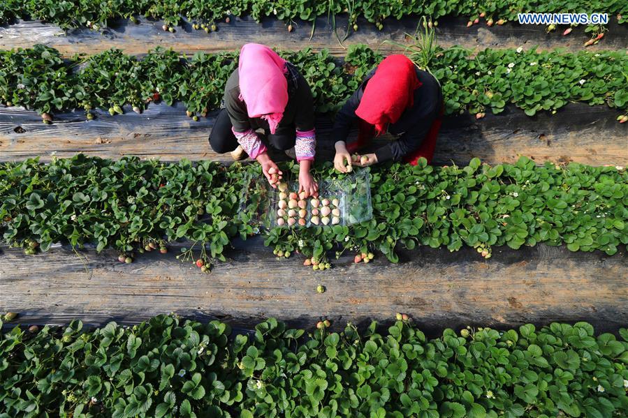 White strawberry becomes a new hit in ‪China