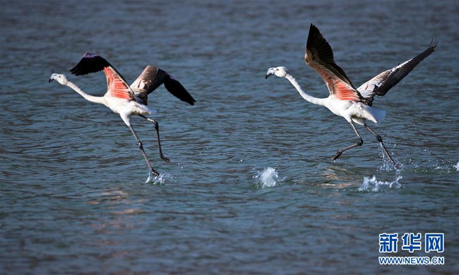 Flamingos seen in NW China