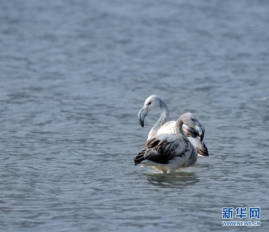 Flamingos seen in NW China