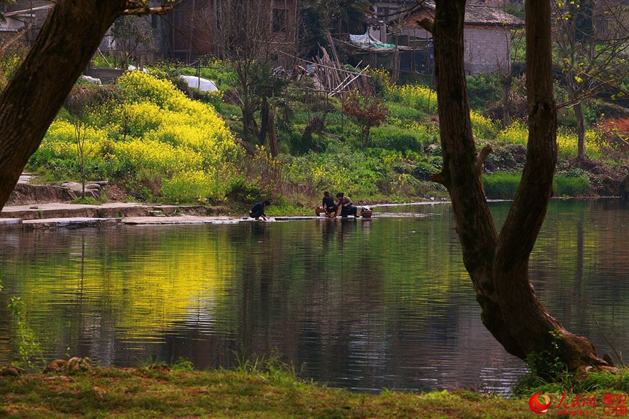 Intoxicating Wuyuan in spring
