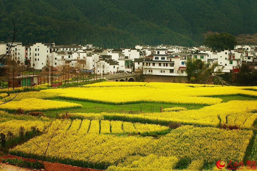 Intoxicating Wuyuan in spring
