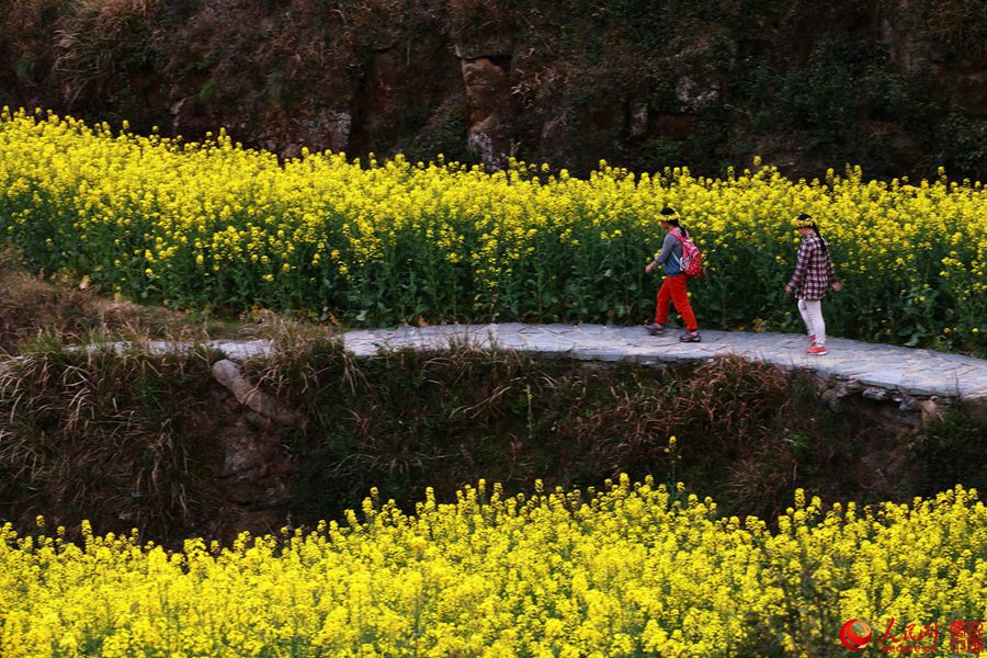 Intoxicating Wuyuan in spring
