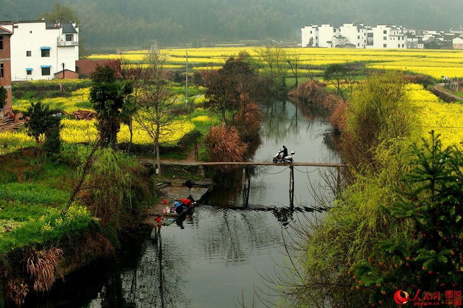 Intoxicating Wuyuan in spring
