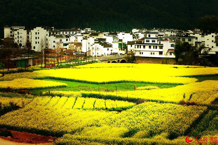 Intoxicating Wuyuan in spring
