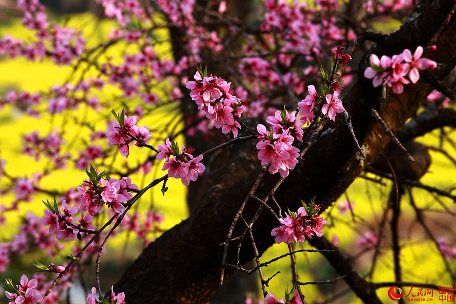 Intoxicating Wuyuan in spring
