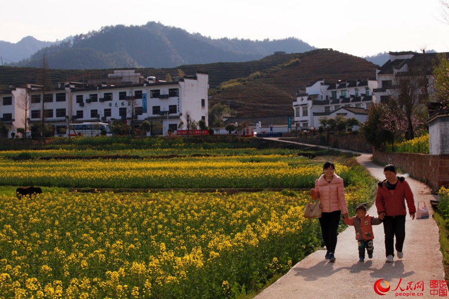 Intoxicating Wuyuan in spring
