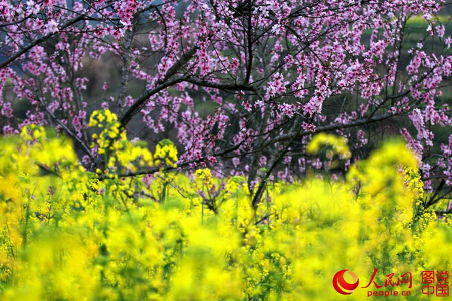 Intoxicating Wuyuan in spring
