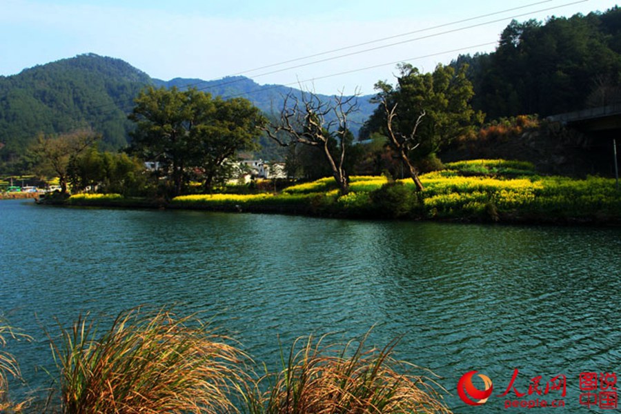 Intoxicating Wuyuan in spring
