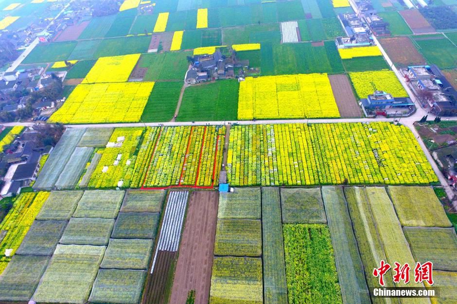 Creative patterns designed in rape flower fields in SW China