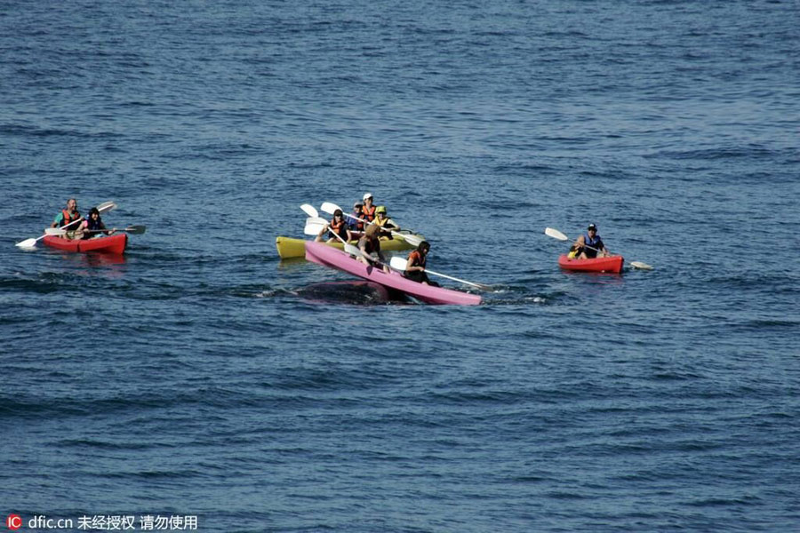 50-tonne whale surfaced under a kayak off South Africa coast