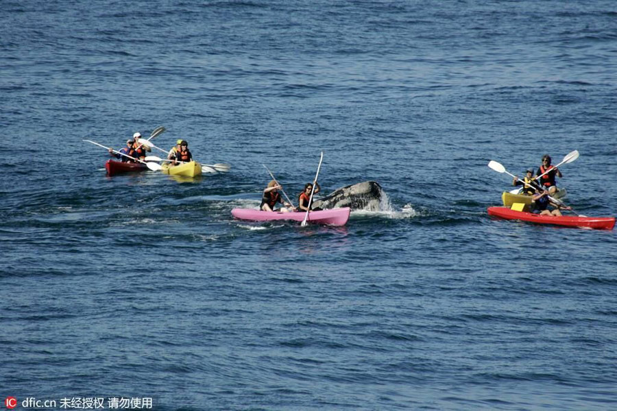 50-tonne whale surfaced under a kayak off South Africa coast