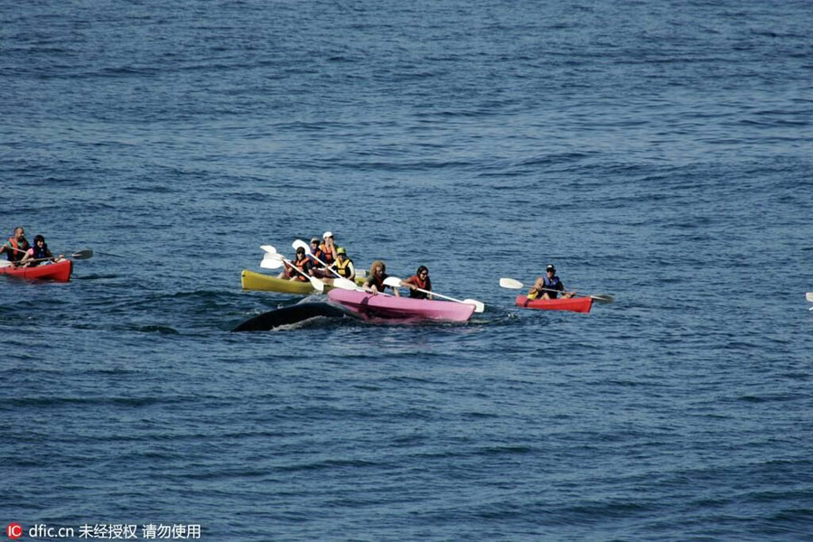 50-tonne whale surfaced under a kayak off South Africa coast