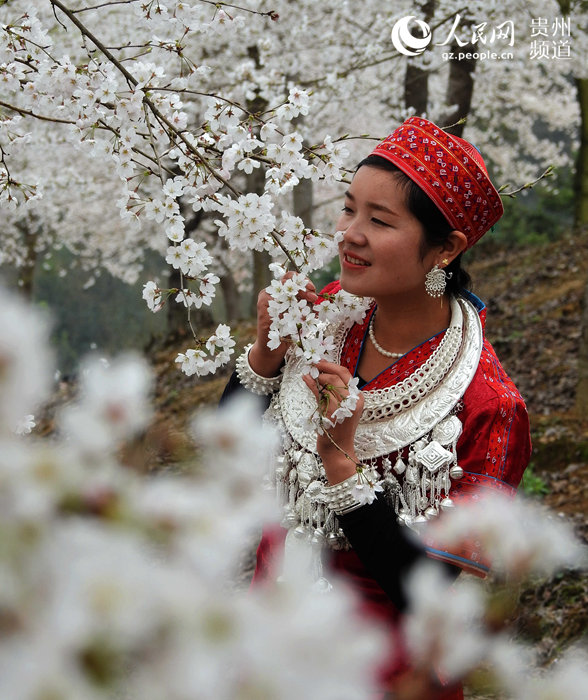 Cherry blossom in Huangping, SW China