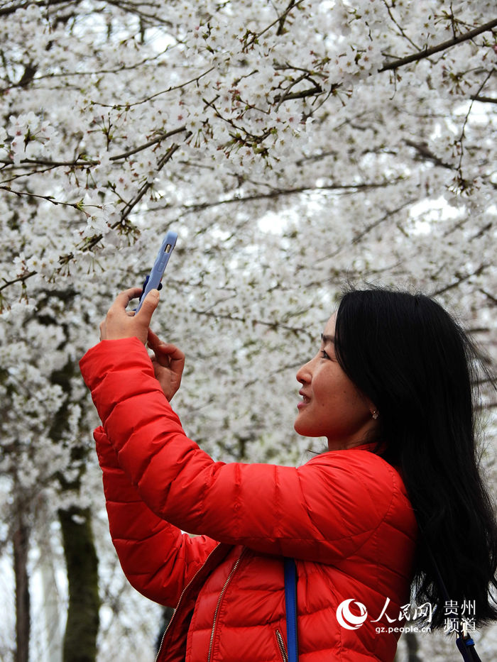 Cherry blossom in Huangping, SW China