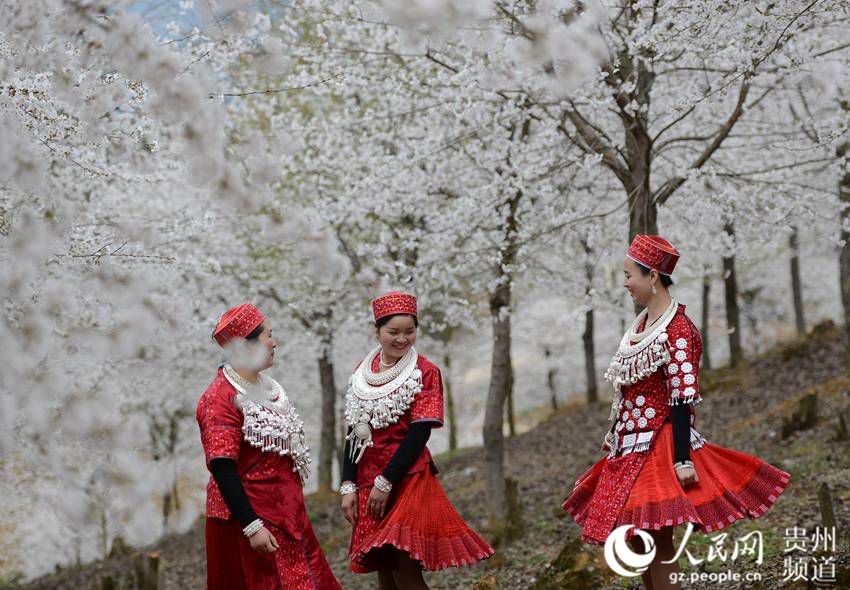 Cherry blossom in Huangping, SW China