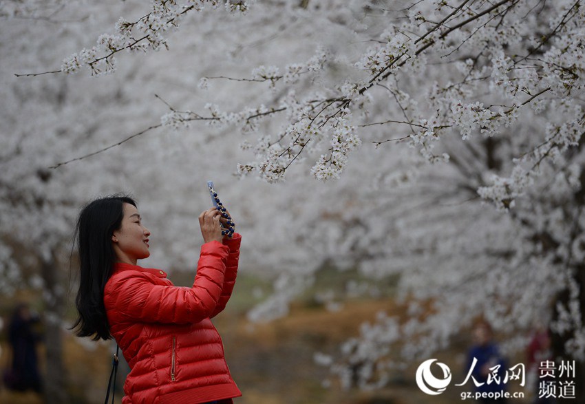 Cherry blossom in Huangping, SW China