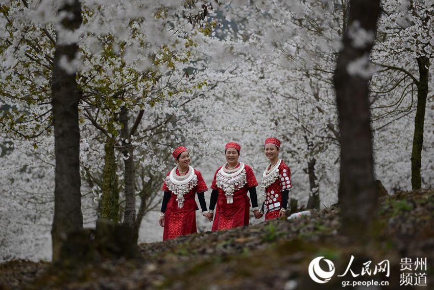 Cherry blossom in Huangping, SW China