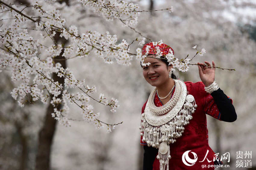 Cherry blossom in Huangping, SW China