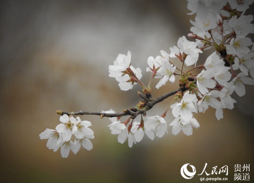 Cherry blossom in Huangping, SW China