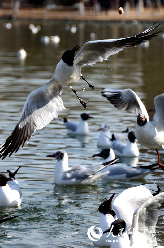 Black-headed gulls vitalize lake in NW China