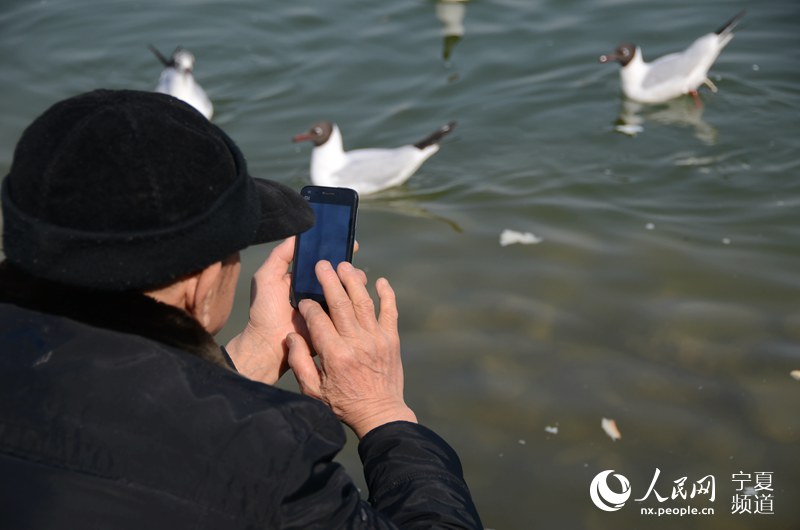 Black-headed gulls vitalize lake in NW China