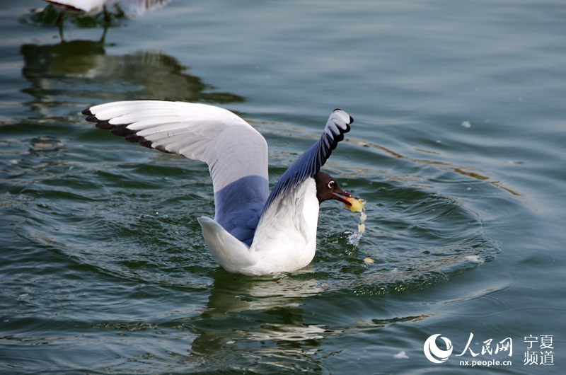 Black-headed gulls vitalize lake in NW China