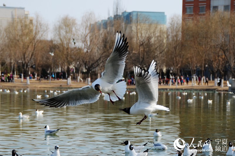 Black-headed gulls vitalize lake in NW China