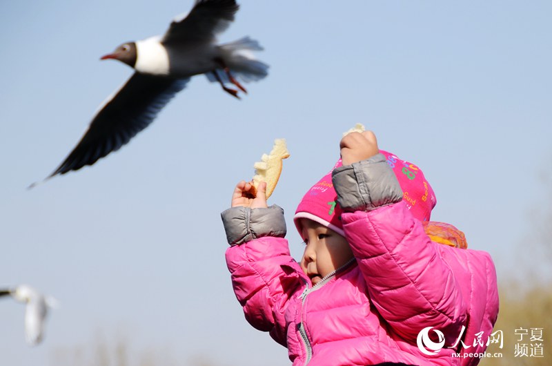 Black-headed gulls vitalize lake in NW China