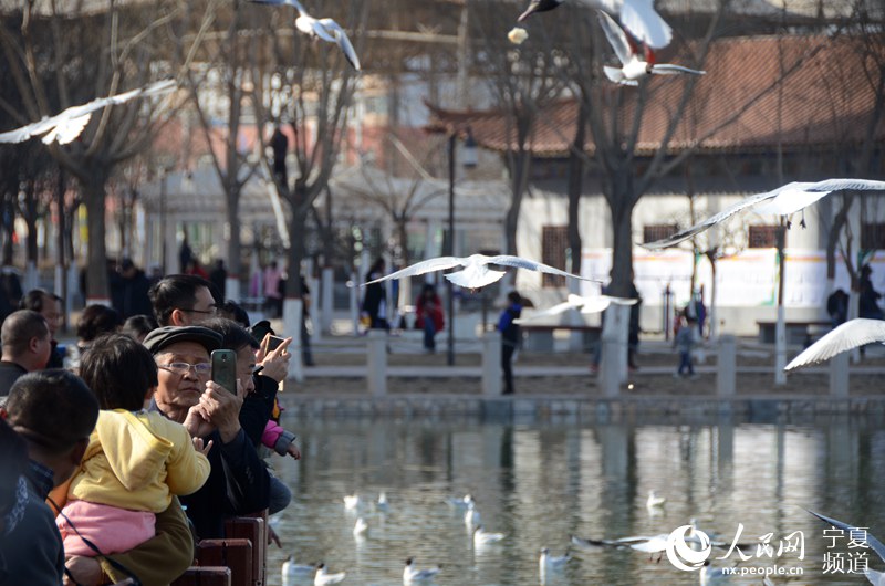 Black-headed gulls vitalize lake in NW China