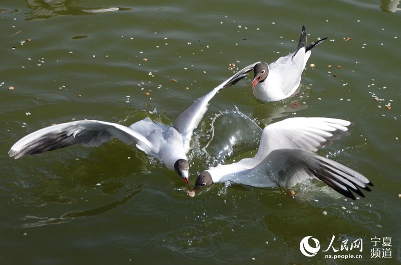 Black-headed gulls vitalize lake in NW China