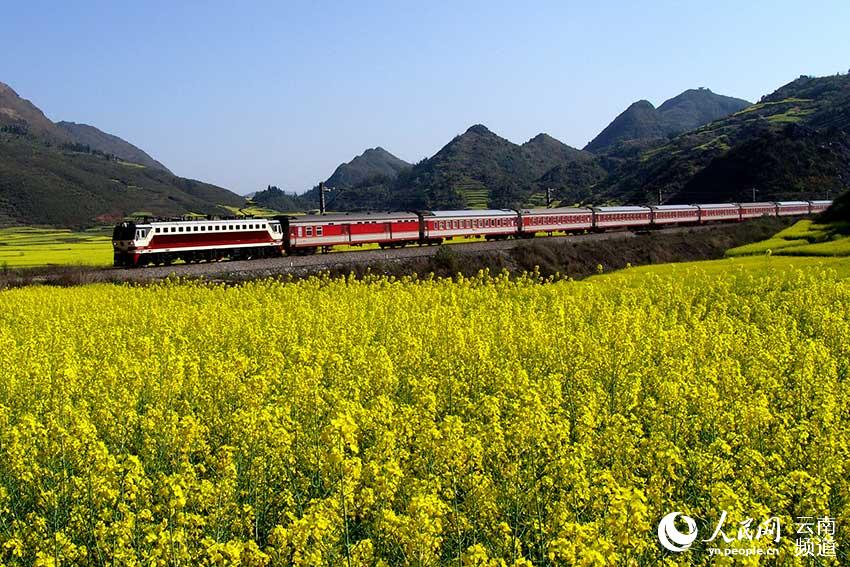 Tourist-dedicated trains run for flower season in Yunnan