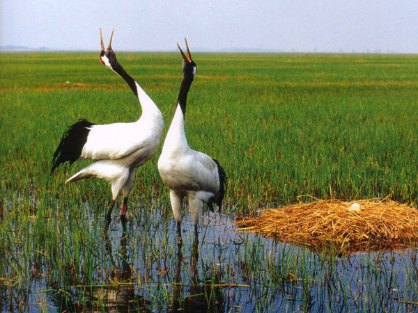 China's nature reserve wins top conservation award of UNESCO