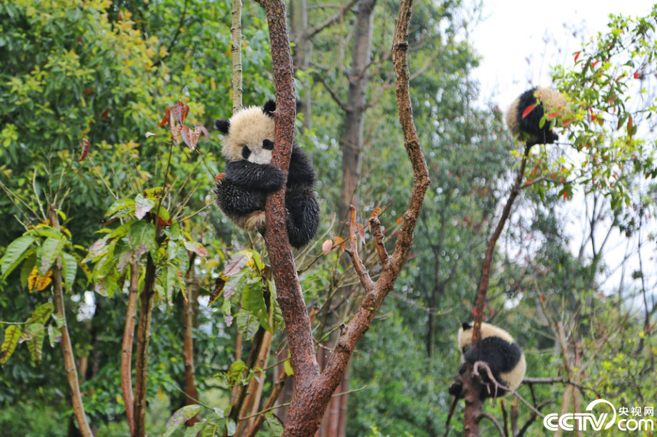 Cute panda babies play in the rain  