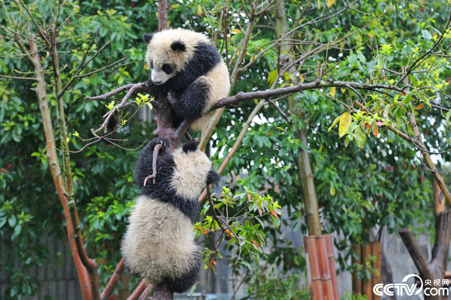 Cute panda babies play in the rain  