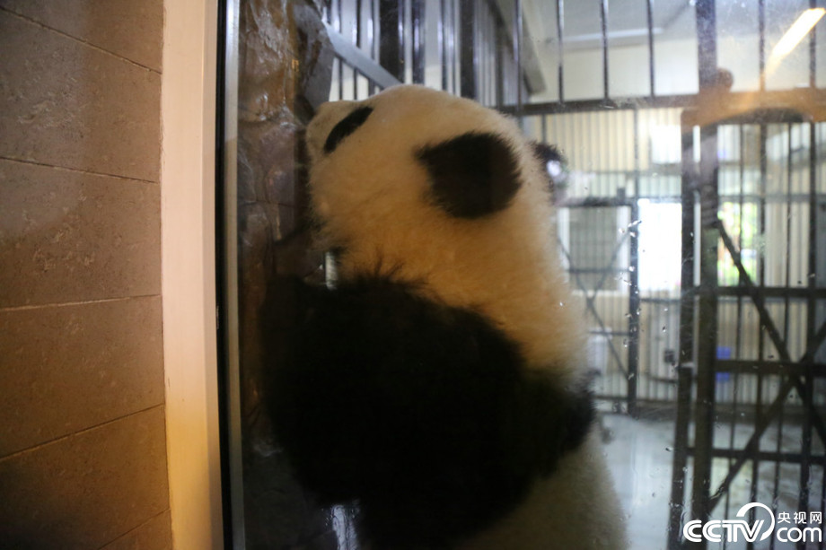 Cute panda babies play in the rain  