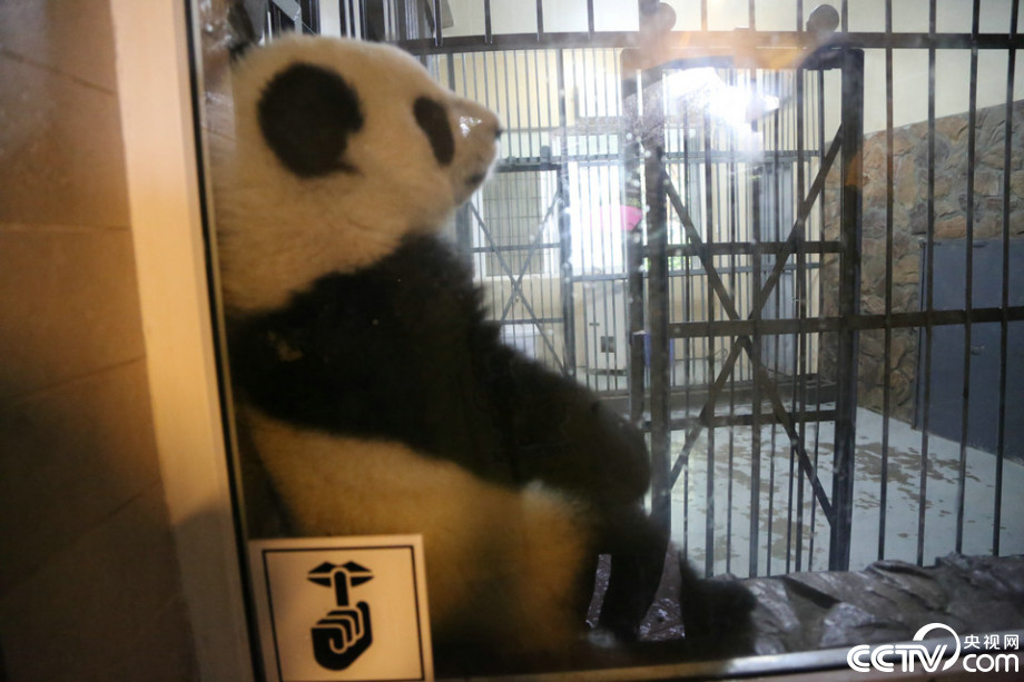 Cute panda babies play in the rain  