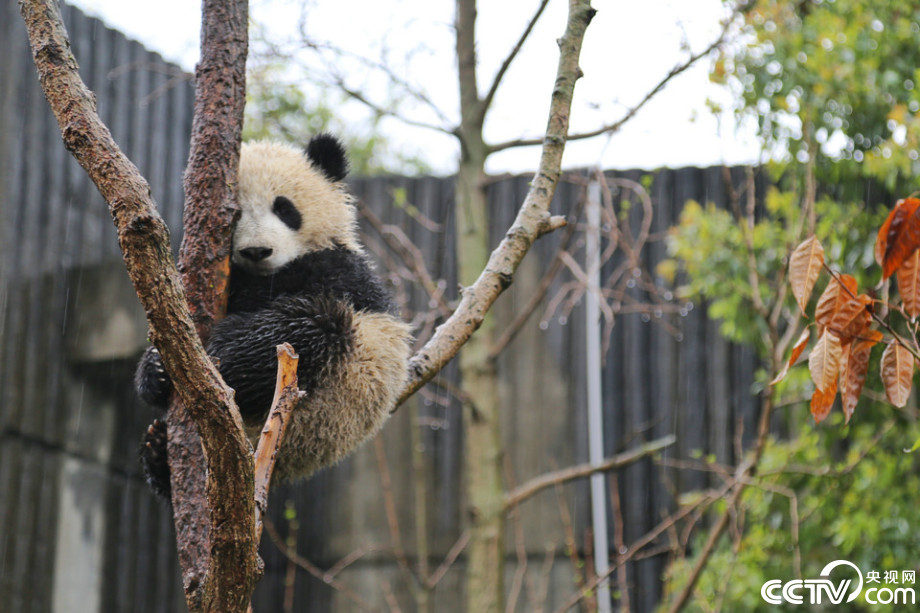 Cute panda babies play in the rain  