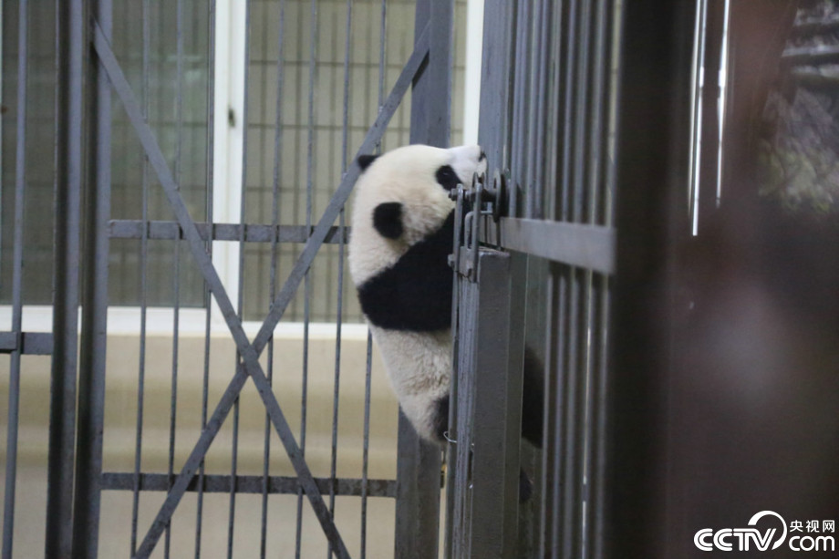 Cute panda babies play in the rain  