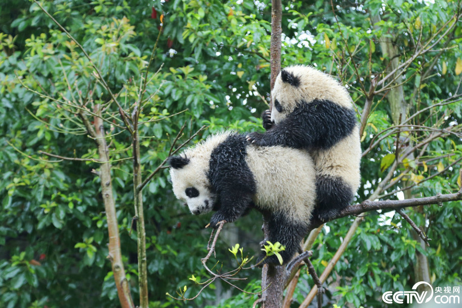 Cute panda babies play in the rain  