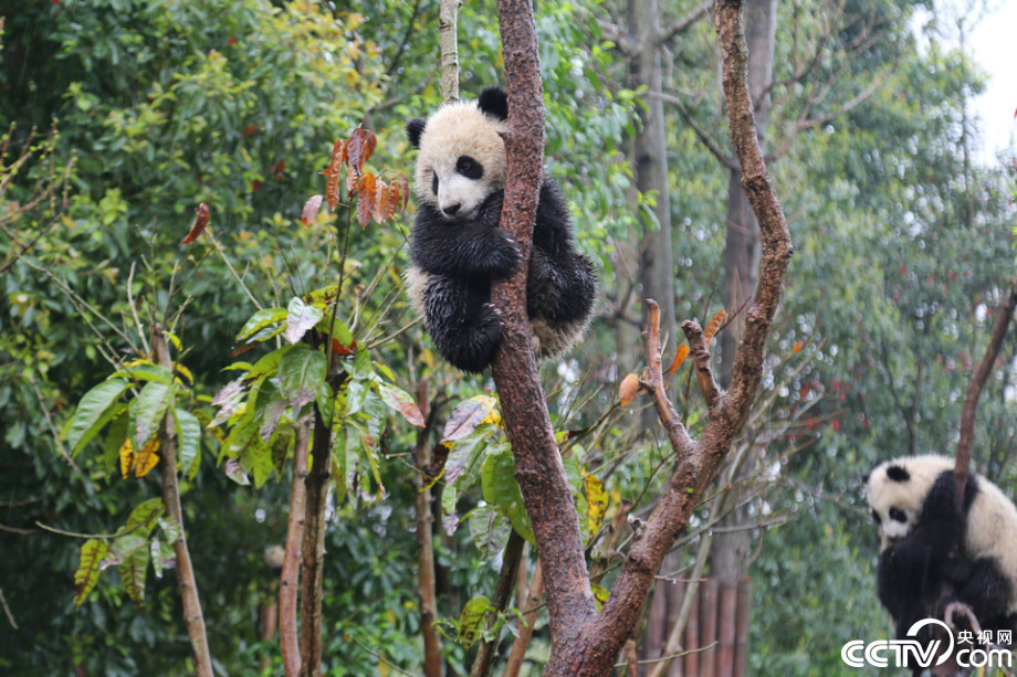 Cute panda babies play in the rain  