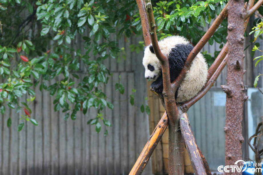 Cute panda babies play in the rain  