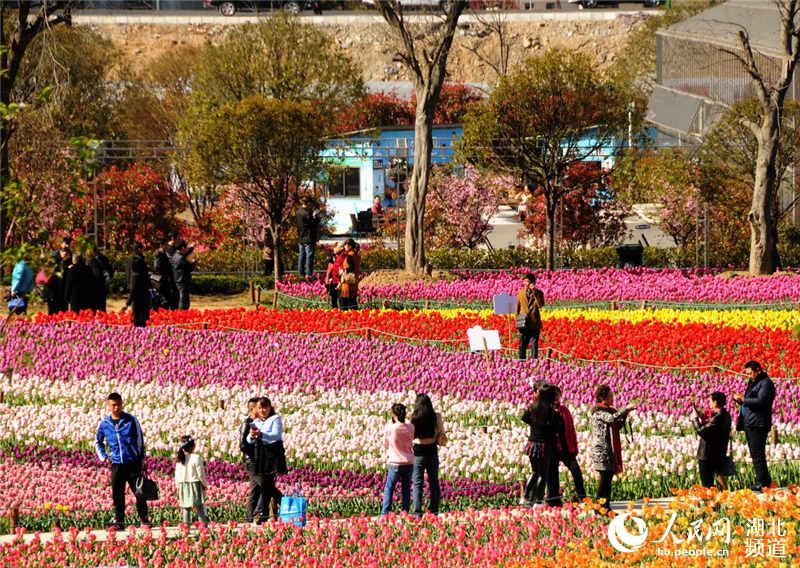 Visitors enjoy tulips blossom in C China