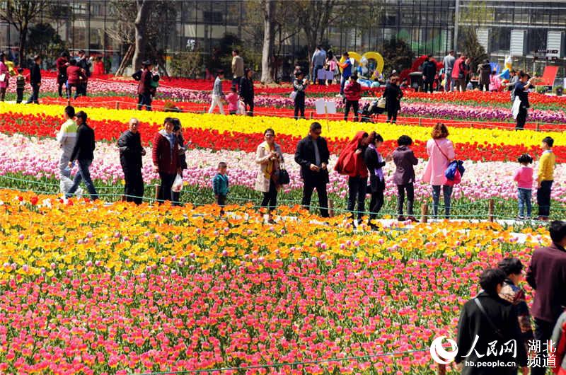 Visitors enjoy tulips blossom in C China