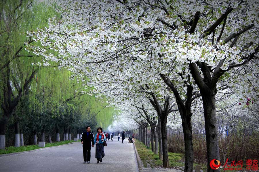 Beautiful cherry blossoms blooms in Luopu, Xinjiang