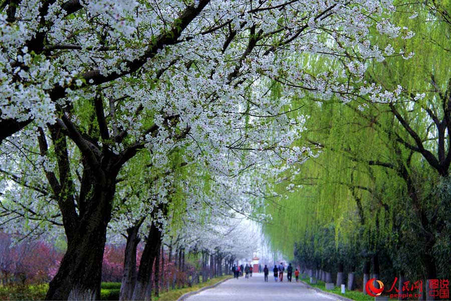 Beautiful cherry blossoms blooms in Luopu, Xinjiang